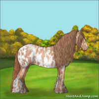 Horse Color:Gold Champagne Appaloosa  and Gold Champagne Appaloosa 