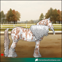 Horse Color:Gold Champagne Near Leopard  and Gold Champagne Near Leopard 
