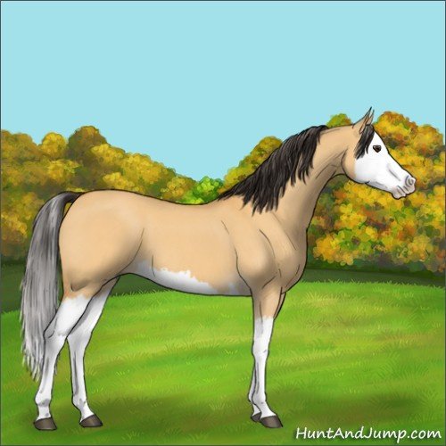 Horse Color:Unknown 