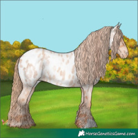 Horse Color:Gold Champagne Roan Appaloosa  and Gold Champagne Roan Appaloosa 
