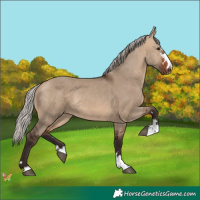 Horse Color:Silver Brown Dun 