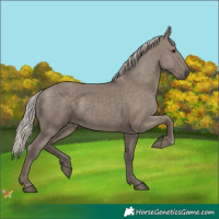 Horse Color:Silver Grullo 