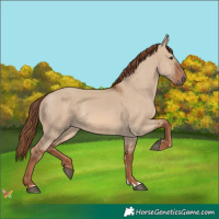 Horse Color:Red Dun 