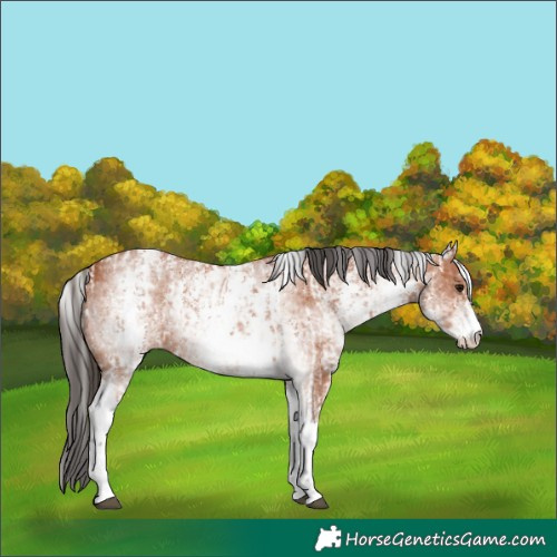 Horse Color:Bay Sabino Rabicano and White Spotted Bay Sabino Rabicano