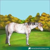 Horse Color:Bay Sabino Rabicano  and White Spotted Bay Sabino Rabicano 