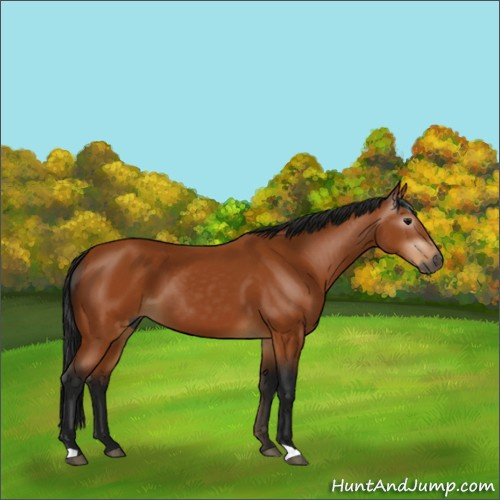 Horse Color:Gray Bay 