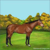 Horse Color:Gray Bay 