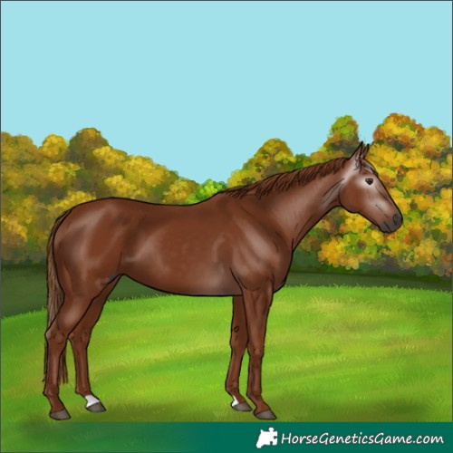 Horse Color:Gray Chestnut 