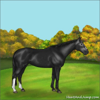 Horse Color:Gray Black 