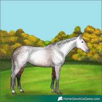 Horse Color:Gray Bay 