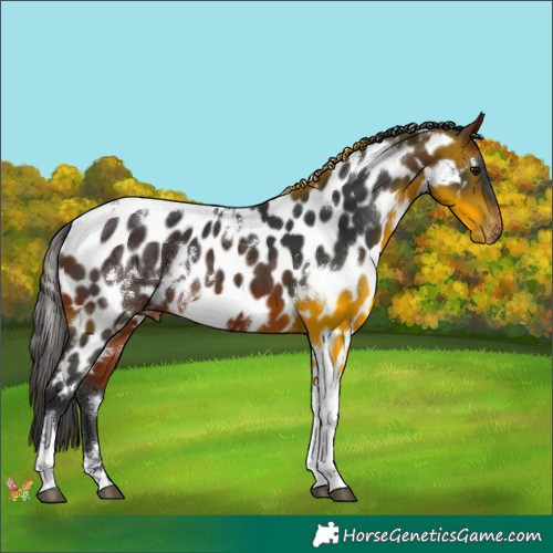 Horse Color:White Spotted Bay Tobiano Appaloosa 