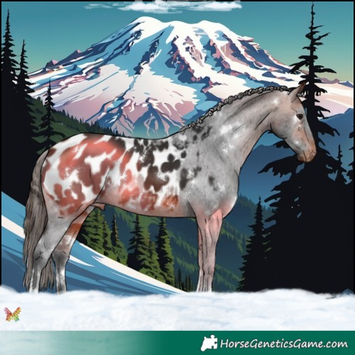 Horse Color:White Spotted Bay Tobiano Appaloosa 