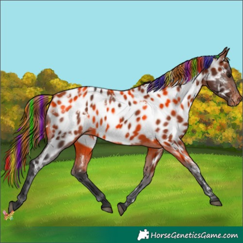 Horse Color:Painted White Spotted Bay Appaloosa 