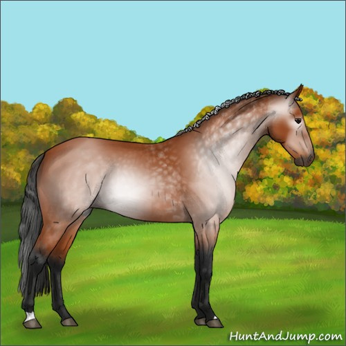 Horse Color:Unknown 