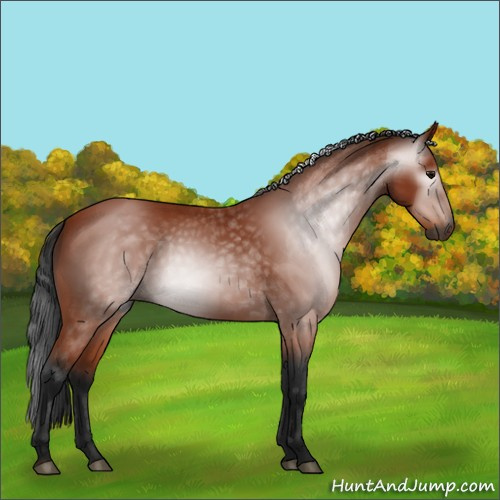 Horse Color:Unknown 
