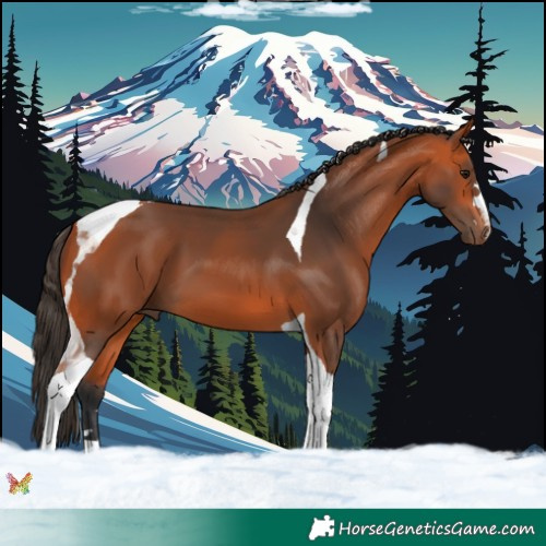 Horse Color:Bay Tobiano 