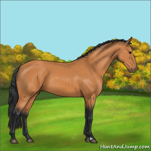 Horse Color:Unknown 