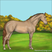 Horse Color:Unknown 
