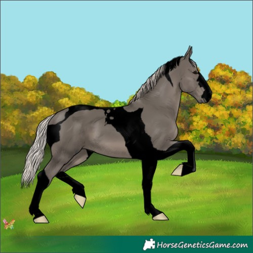 Horse Color:Void Silver Black Tobiano 