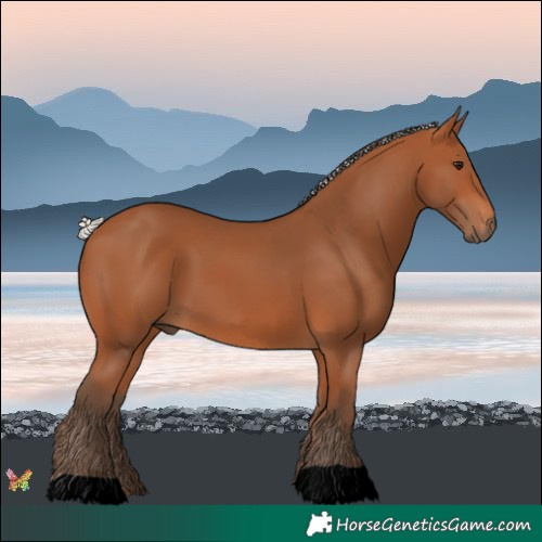 Horse Color:Void Silver Bay 