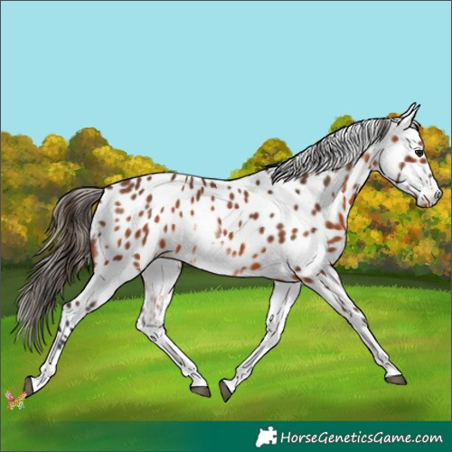 Horse Color:White Spotted Bay Appaloosa 