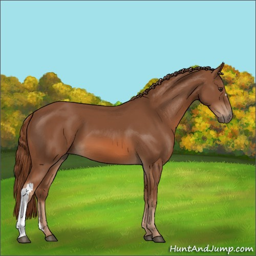 Horse Color:Unknown 