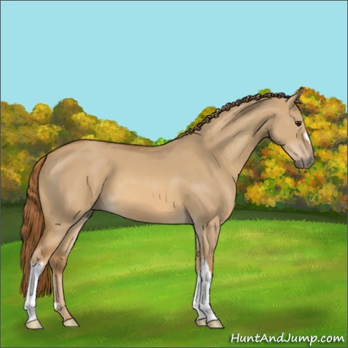 Horse Color:Unknown 