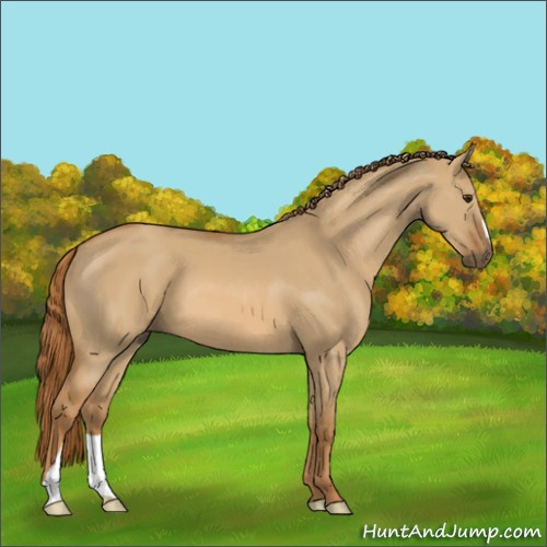Horse Color:Unknown 