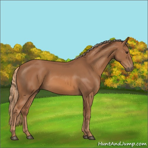 Horse Color:Unknown 