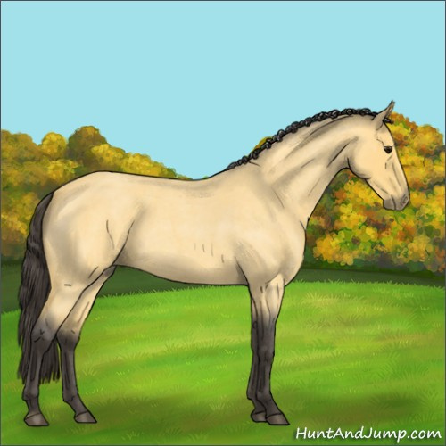 Horse Color:Unknown 