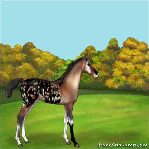 Horse Color:Void Bay Onyx Appaloosa 