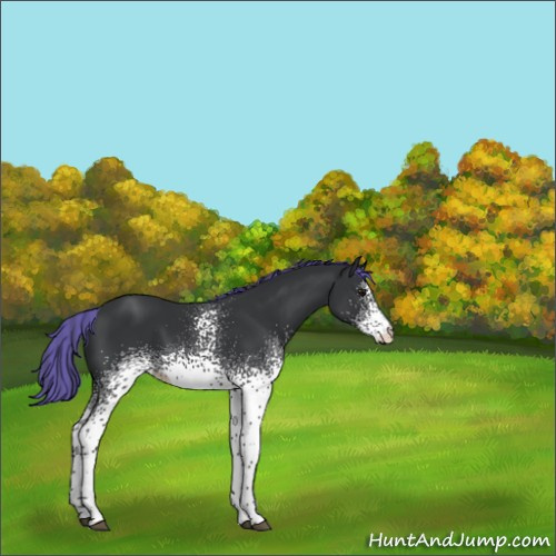 Horse Color:Painted White Spotted Black 
