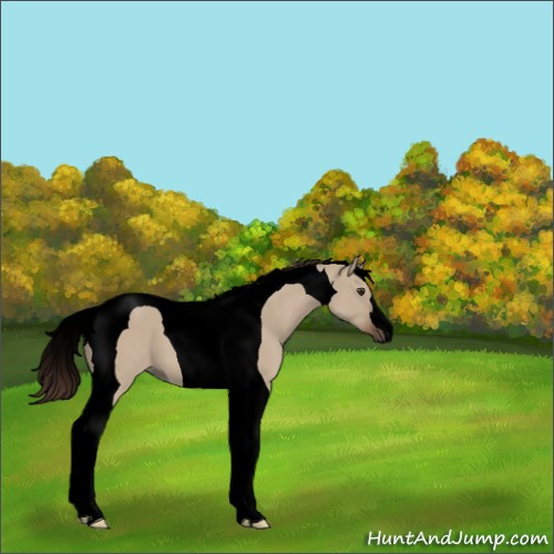 Horse Color:Void Liver Red Dun Tobiano 