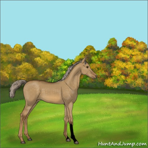 Horse Color:Void Chocolate Palomino Dun 