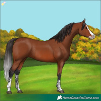 Horse Color:Bay Sabino Rabicano  and Bay Sabino Splash Rabicano 