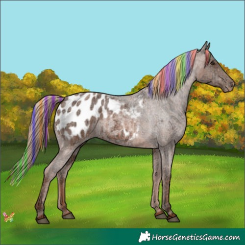 Horse Color:Painted Red Ice Roan Appaloosa 