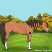 Horse Color:Bay Splash Frame 