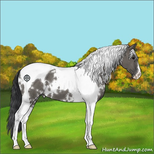 Horse Color:White Spotted Grullo Tobiano 