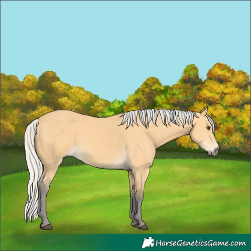 Horse Color:Silver Buckskin 