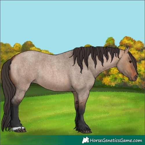 Horse Color:Bay Roan Dun 