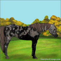 Horse Color:Void Grullo Splash Appaloosa 