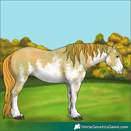 Horse Color:Watercolor White Spotted Chestnut Sabino 