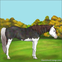 Horse Color:Midnight Chocolate Smoky Grullo Ice Onyx Splash