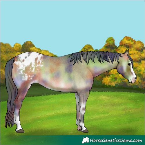 Horse Color:Nacre Bay Roan Onyx Sabino Appaloosa 