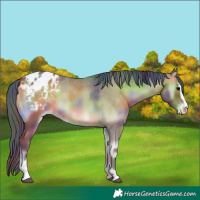 Horse Color:Nacre Bay Roan Onyx Sabino Appaloosa