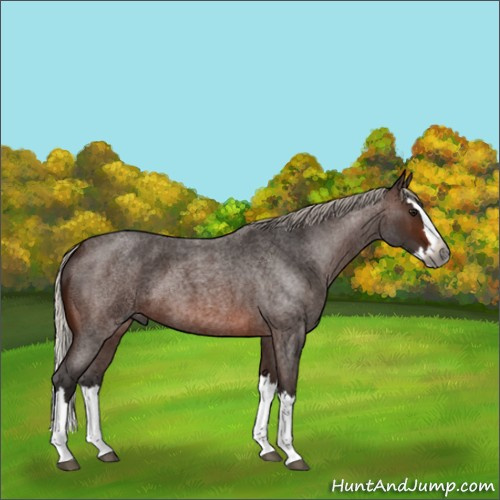 Horse Color:Gray Silver Brown Roan Splash