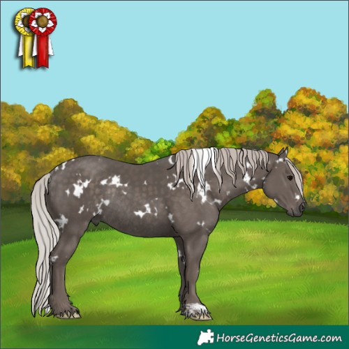 Horse Color:White Spotted Silver Black Rabicano 
