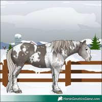 Horse Color:White Spotted Silver Black Splash Tobiano Rabicano 