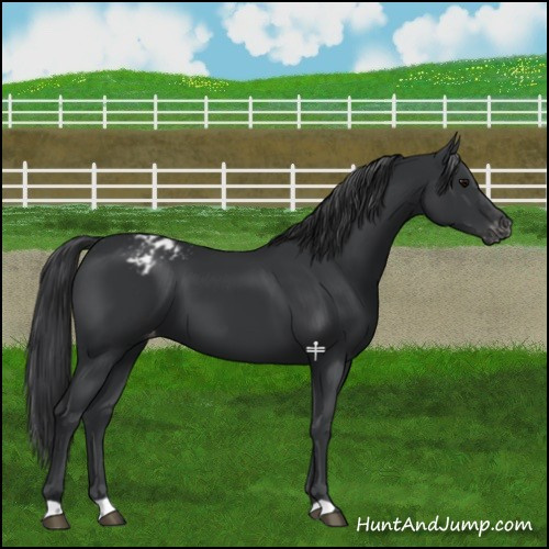 Horse Color:Black Appaloosa 