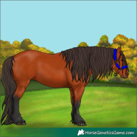 Horse Color:Bay 